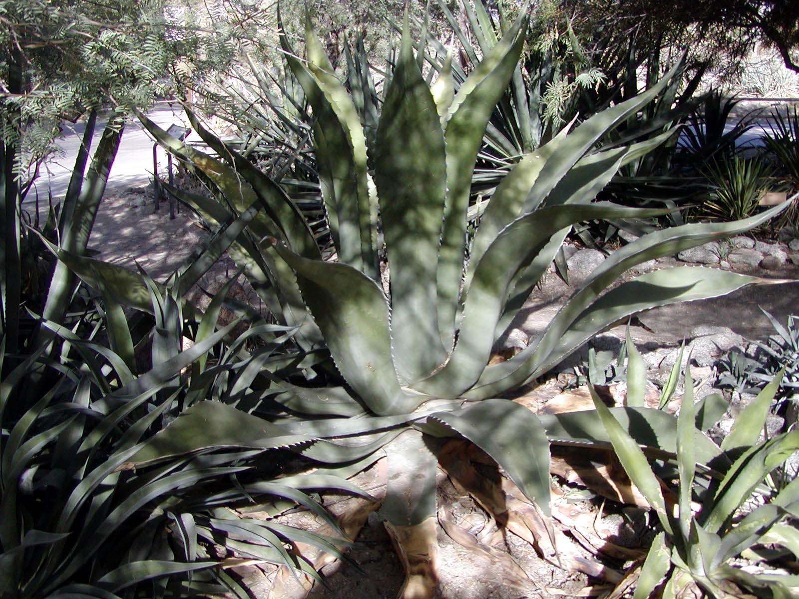 Large agave with broad gray-green leaves and toothed edges, surrounded by other plants