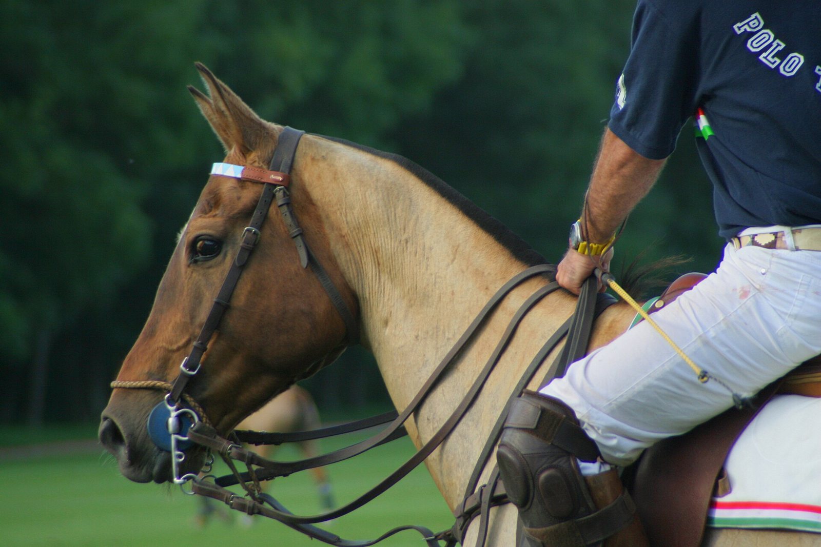 Close-up of a polo pony with a short-cut mane and leather reins, its rider wearing knee guards and holding a mallet