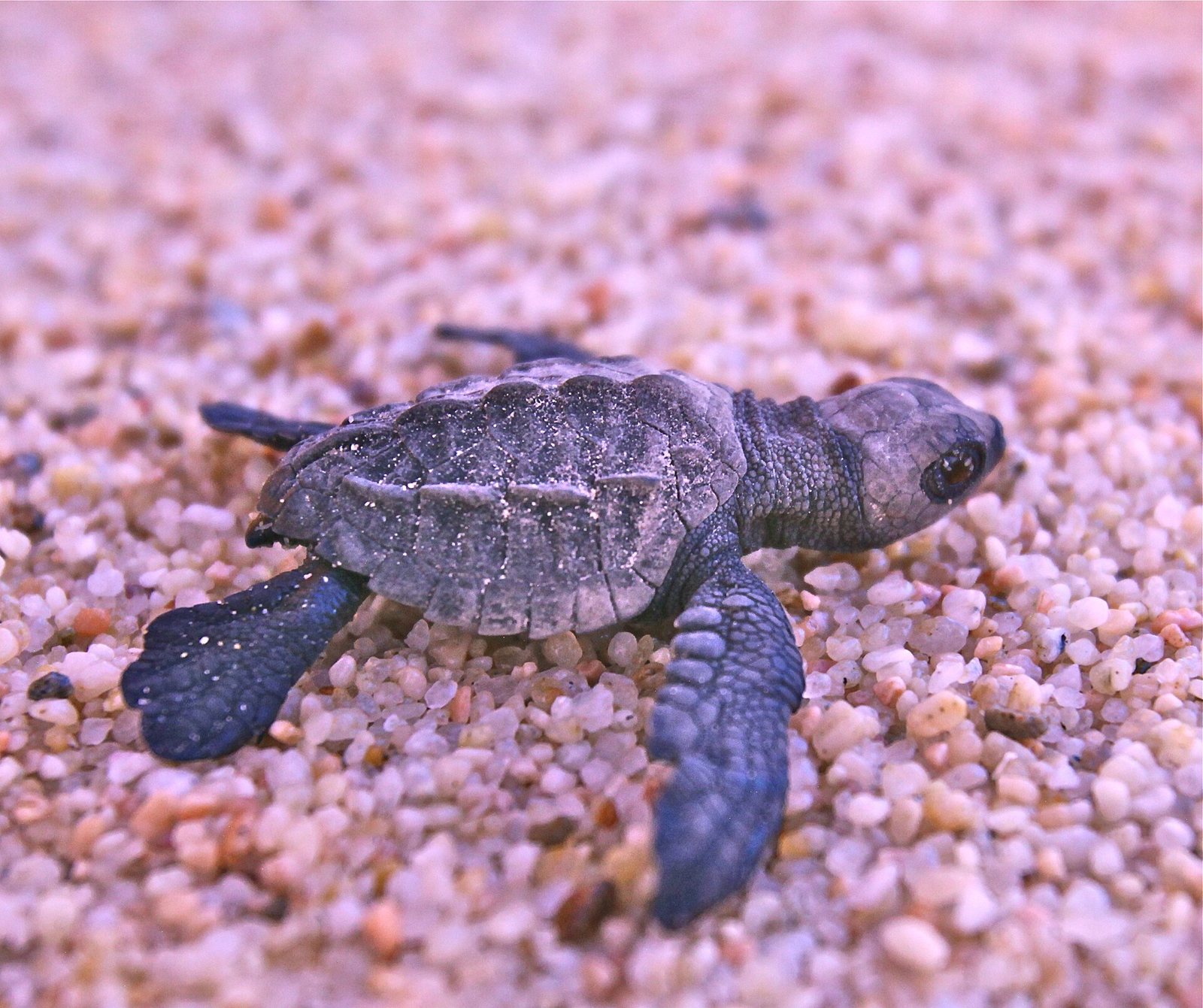 Close-up of an olive ridley sea turtle hatchling on coarse sand