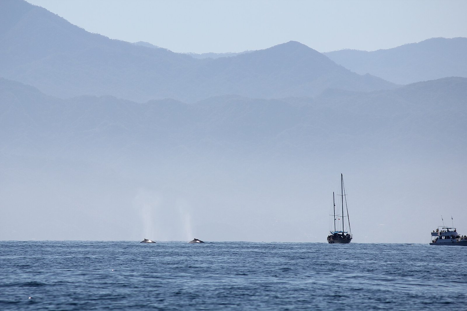 Two humpback whales blowing spouts at the surface, with a sailboat and a tour boat at a distance and mountains behind