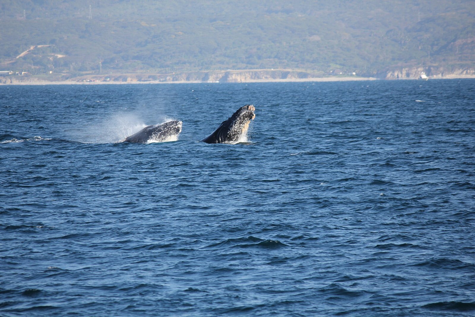 Two humpback whales surfacing with their heads out of the water near the coast