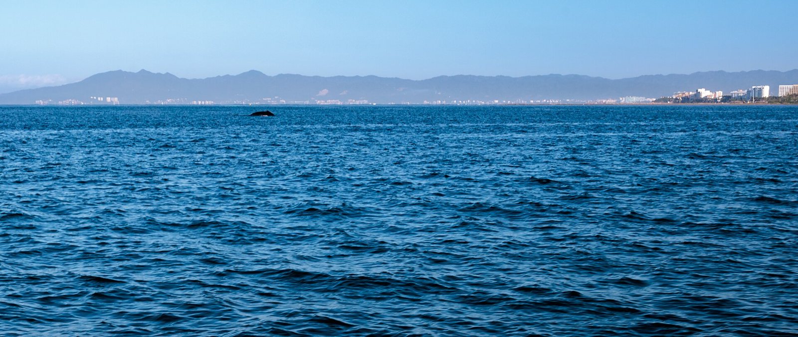 The back of a humpback whale breaking the surface of the bay, with a line of coastal hotels and mountains behind