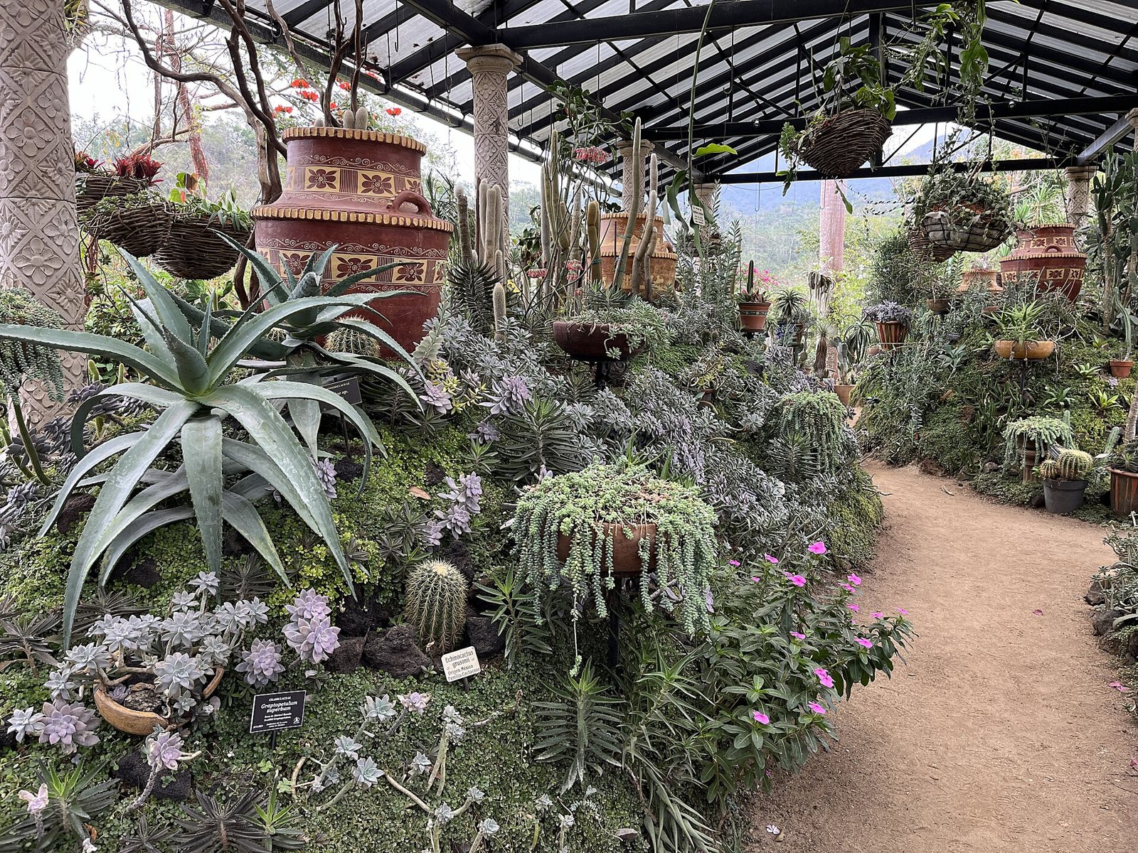 Cacti, agaves and succulents under a pergola with clay pots and a dirt path