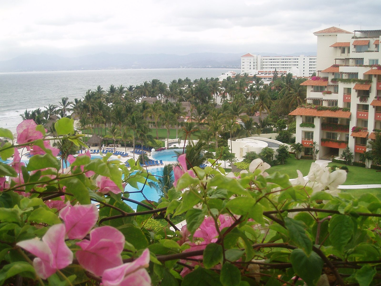 Bougainvillea in the foreground with pools, palm trees and tile-roofed buildings of the Nuevo Vallarta hotel zone facing the sea